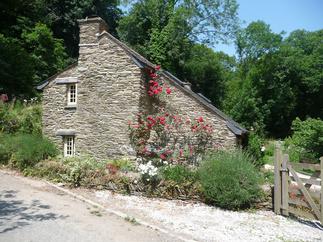 Forget-me-not is located in Portloe